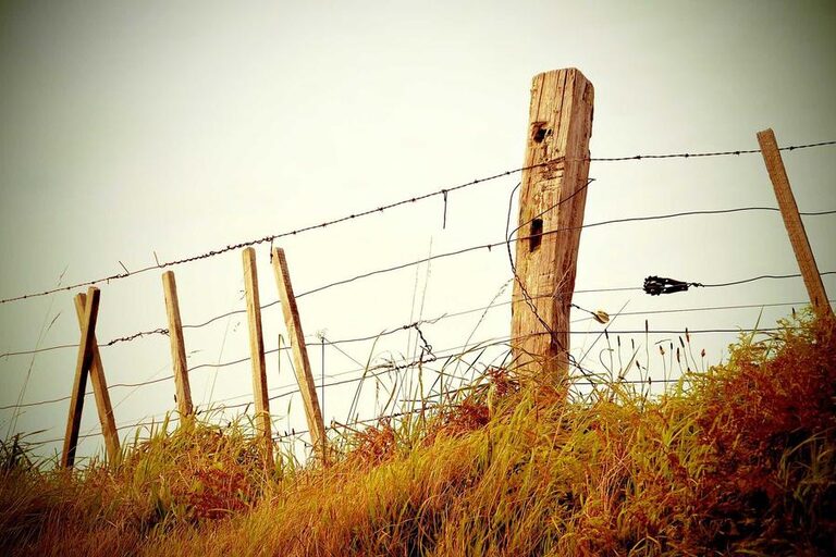 resized_15_fallback